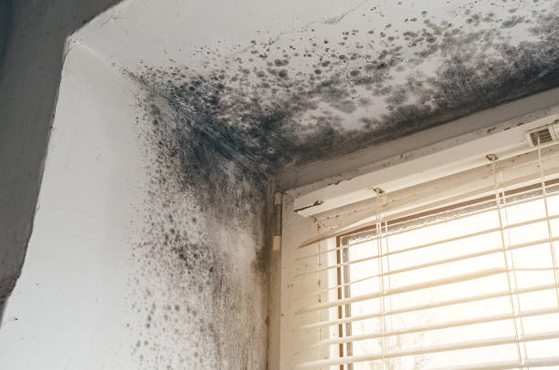 Affordable Mold Cleanup solutions in Millwood, VA